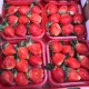 经销直供 批发供应 新鲜草莓 大量供应