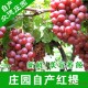 产地直销 大量批发供应 新鲜时令水果 优质红提葡萄