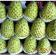 进口新鲜水果特产 泰国/台湾释迦果 番荔枝 批发团购热销约12斤