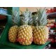 供应批发台湾品种海南水果产特级的香水菠萝（凤梨）