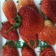 新鲜云南原产地供应水果  红颜草莓 草莓批发 团购 促销中
