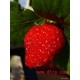 江苏邳州草莓种植基地供应优质新鲜草莓