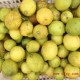 中国柠檬之乡 产地供应 新鲜安岳尤力克柠檬丑果