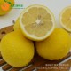 海南黄柠檬一级新鲜水果批发 有机果纯天然10斤装 胜安岳黄柠檬