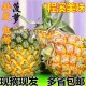 最新鲜水果特级程溪香菠萝10斤起包邮种植基地现摘直销批发