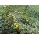 中华钙果 农大 4号 5号钙果种苗 果树苗  红钙果 黄钙果种子