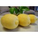 纯天然新鲜安岳黄柠檬 精品大果尤力克柠檬 自产自销 一件代发