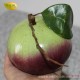 泰国进口 牛奶果 星苹果 胜芒果 20斤装 热带水果 散装 批发 零售
