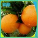 大量销售 正宗有机赣南橙 优质营养赣南橙