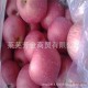 新鲜无农药红苹果 低价销售现货红苹果 批发优质红苹果价格低廉