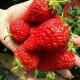 丹东东港马家岗秸秆草莓99草莓九九草莓久久新鲜有机草莓批发
