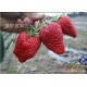 供应优质当季草莓水果|草莓苗 赛娃草莓苗 甜宝草莓苗 章姬草莓苗