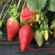 最正宗农家自产自销草莓