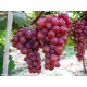 人工种植出售 无污染新鲜葡萄 无公害富硒水果送礼佳品富硒葡萄