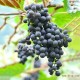 2015浆果类刺葡萄 湖南特产刺葡萄 具有品种特征 端正刺葡萄批发