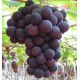 慈溪葡萄  大量巨峰 供应巨峰葡萄 代收 新鲜葡萄