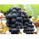 国内优质水果新鲜水果巨峰葡萄营养价值高
