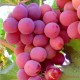 【汤山百年绿源】美国进口红提 葡萄 美国红提 500g