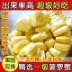 海南特产菠萝蜜 新鲜水果批发木菠萝马来西亚品种 25斤 团购代发