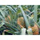 菠萝出口批发 Pineapple exports