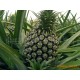 农家田地直销 出口新鲜菠萝 凤梨Pineapple exports Inspection
