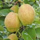 批发水果 新鲜水果 新疆库尔勒香梨 精品梨子价格优惠