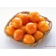 江苏天和生态柑橘 蜜桔 量大从优 欢迎大家前来选购