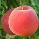 果苗基地直销进品早熟桃新品种 精品日本大红桃 颜色鲜红耐贮藏