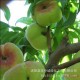 绿丰耀种业大量批发寿桃毛桃核蟠桃核山桃核种子可嫁接梅花水蜜桃
