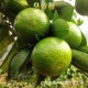预售柑桔之乡德庆皇帝柑 产地直供  特级贡柑橘子新鲜水果约15斤