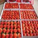 正宗农家自产有机大棚草莓