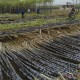 2014年广西优质黑皮甘蔗供应批发 一条龙服务 挖甘蔗 绑甘蔗装车