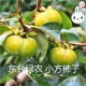 东台大丰小方柿子原产地 绿农品质供应13401797356