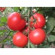 高品质大红柿子 瑞红西红柿种子 边贸出口 支持混批