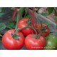 蔬菜种子批发抗TY番茄种子粉色西红柿种子毛粉柿子种子欧瑞258种