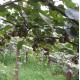 【热销】富阳山居 大量供应 优质 红心猕猴桃奇异果 优质猕猴桃