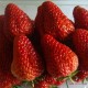 田园春合作社低价销售 草莓 大量批发 12月份-5月份有货 现货包邮