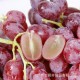 澳洲无籽红提 特级提子 进口新鲜水果 一级葡萄 箱装批发约20斤