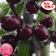 中华第一优质樱桃---全国可种植的乌皮樱桃
