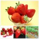 草莓新鲜水果红颜草莓孩子孕妇爱吃（精品礼盒装）