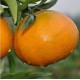 寿柑橘子橙子绿色有机食品四川眉彭山特产时令无公害新鲜水果批发