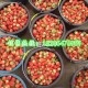 草莓基地面向全国供应新鲜甜宝草莓 低价批发 欢迎来电洽谈