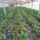 胶州大棚草莓采摘开始了 优质草莓专业种植