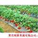 批发现货草莓 新鲜好吃香甜草莓 草莓价格 现货出售草莓价格优惠