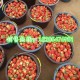 新鲜草莓产地直销  低价走货 欢迎批发