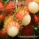 越南红毛丹 红皮果毛果 进口新鲜水果 番荔枝 约32斤购好吃香甜