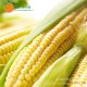 海南新鲜果蔬 热带 特产 水果玉米  甜玉米 带皮玉米10根  空运