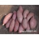 批发供应 优质原生态红薯138 农产品沙土地红薯 代收代购