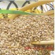 低温烘焙的熟糙米食品厂生产加工批发团购上海总经销