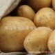 土豆 新鲜马铃薯 蔬菜批发 多种纯绿色无污染蔬菜 土豆批发【图】